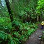 The Ozette Boardwalk shouldn't be missed by anyone in the area. There are 3 miles of lush almost swampy forest trail much of it on boardwalks.